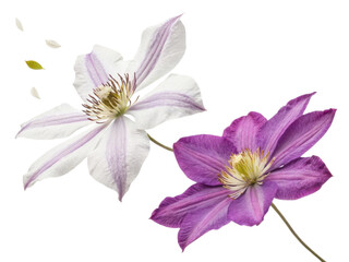 Clematis flowers bloom beautifully with delicate petals showcasing vibrant colors and intricate details that captivate senses