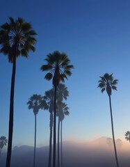 Misty morning, blue sky, California palm trees, ethereal vibe, shadows, palm trees, mystical