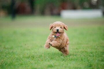 Playful puppy running in a sunny park nature photography joyful atmosphere outdoor scene