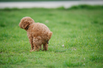 Playful puppy exploring grass field outdoor setting nature photography cute pet viewpoint