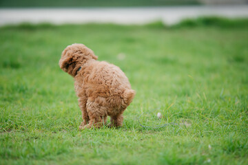 Playful puppy enjoys a sunny day in the park capturing the joy of nature and pets