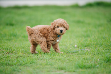 Playful brown puppy in a green park cute animal photography outdoor close-up perspective