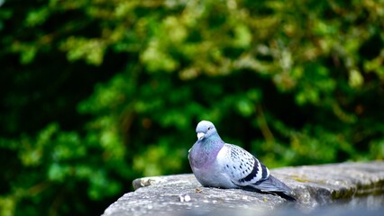 Closeup of a pigeon sitting on a stone bridge against green background, summer, England, UK