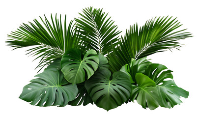 Tropical lush green leaf of palm tree. A collection Lush green foliage featuring lush green leaves and vibrant plants for a nature-themed on islated transfarent background, PNG.