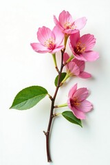 Obraz premium A single branch with a few isolated flowers on a white background, nature, petals