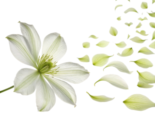 delicate clematis flower showcases its beauty as petals gracefully drift away, creating serene and enchanting scene