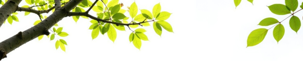 Fototapeta premium Branches isolated on white background with leaves and bark texture, branches, nature, tree
