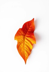 A single pumpkin leaf, vibrant orange and yellow, displays autumnal hues against a stark white backdrop, texture, foliage