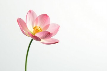 Fototapeta premium Delicate flower isolated on a crisp white background, botanical, floral, background
