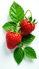 Fresh strawberry leaves isolated on white background, closeup, green