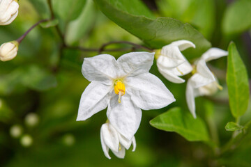 Macrophotographie de fleur sauvage - Morelle faux jasmin - Solanum laxum