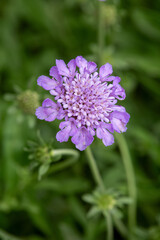 Macrophotographie de fleur sauvage - Scabieuse du caucase - Lomelosia caucasica