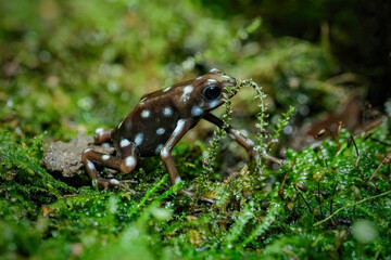 Poison dart frogs Microspot closeup