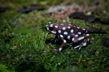 Poison dart frogs Microspot closeup