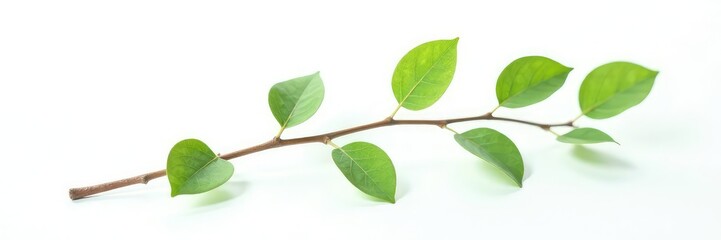 Fototapeta premium Single branch with delicate leaves isolated on white background, natural, organic