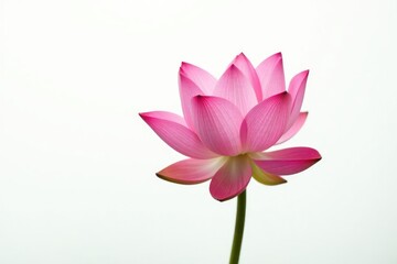 Single lotus flower isolated on white background, lotus, peaceful, white background