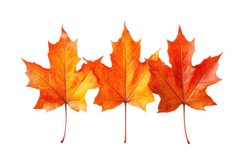 Fototapeta premium Vibrant autumn leaves display nature colorful beauty isolated on transparent background