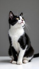 Fototapeta premium Cute tuxedo kitten with playful pet, and studio shot.