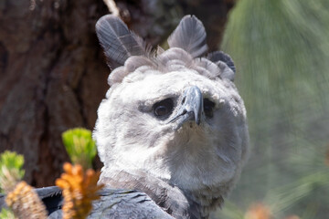 A Harpy Eagle at a local zoo