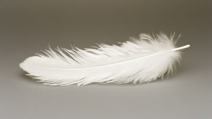 Obraz premium A Delicate White Feather Resting on a Grey Surface