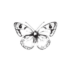 black white butterfly