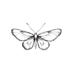 cute butterfly