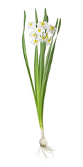 isolated white and yellow narcissus flowers with bulb and roots and green leaves