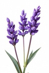 Fototapeta premium Delicate purple lavender blossoms, isolated on pure white , wellness, white background, vibrant