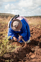 vertical adult latin woman pulling potatoes from the ground in the bolivian altiplano in latin...