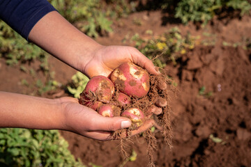 hands of a person holding freshly harvested potatoes in the andean altiplano in bolivia, latin america - agriculture concept