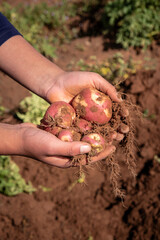 vertical hands of a person holding freshly harvested potatoes in the andean altiplano in bolivia, latin america - agriculture concept