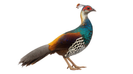 Realistic Himalayan Monal Pheasant Standing Proudly Transparent Background