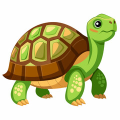 tortoise isolated vector
