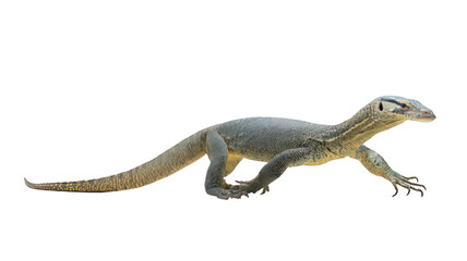 Naklejka premium Realistic Nile Monitor Lizard Walking Transparent Background