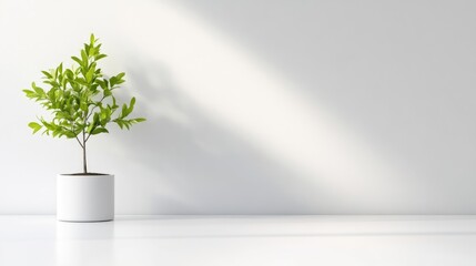 Obraz premium A small green plant in a white pot standing on a white surface against a minimalist white wall, natural light casting a soft shadow, and serene indoor setting.