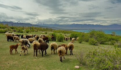 Northern Kyrgyzstan. A flock of purebred sheep graze among the bushes on the shore of Lake Issyk-Kul.