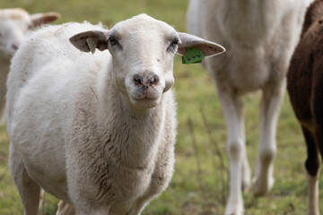 sheep and lamb