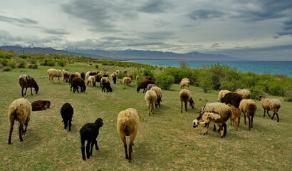 Northern Kyrgyzstan. A flock of purebred sheep graze among the bushes on the shore of Lake Issyk-Kul.