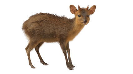 Realistic Pudu Deer from Chile Cute Stance Transparent Background