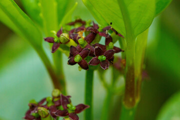 春の野に咲くアオキの花