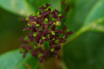 春の野に咲くアオキの花