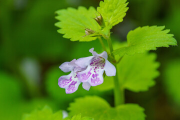 春の木陰に咲くカキドオシの花