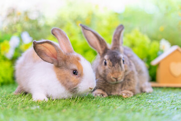 bunny easter concept,young cute rabbits sitting in green nature