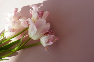 Pink tulips flowers bouquet and sunlight shadow on dark pink background with copy space. Floral template. Botanical fine art poster.
