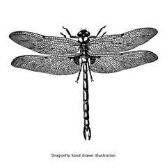 Vintage Hand Drawn Dragonfly Insect Illustration in Black and White