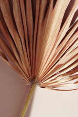 Dry palm leaf texture close up background . Aesthetic fine art wall print, wallpaper.  beige color