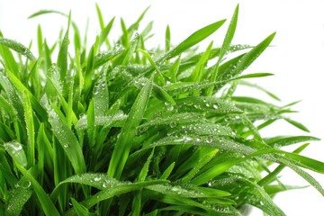 Obraz premium Close-up view of fresh green grass with dew drops isolated on bright white background in the early morning