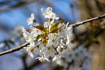 White cherry blossoms in detail: flowers and leaves  Early bloomers in focus.