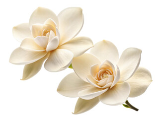 Beautiful gardenia flowers bloom gracefully, showcasing their delicate petals and enchanting fragrance that brings joy to any setting