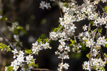 Blossoms on a blackthorn tree (lat.: Prunus spinosa) in spring, flowering fruit tree in a beautiful natural environment